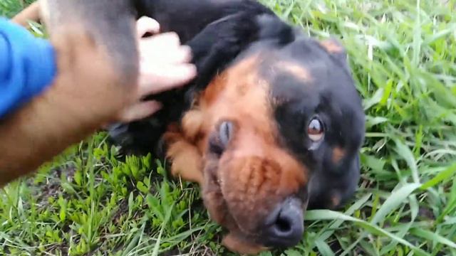 Той-терьер, Ротвейлер, Французский бульдог, Дворняга гуляют в деревне. Бульдожка Тэя счастлива. смотреть онлайн