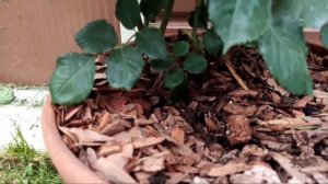 Цветение роз. Розы  в Подмосковье. Обзор сортов. Садовое хобби. rose. roze