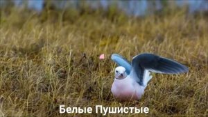 РОЗОВАЯ ЧАЙКА?/Птицы/Животные/Интересные факты