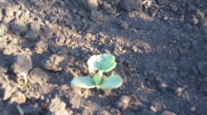 ✔ Вырастет ли дыня Канталупа из Чили в России? || Мой эксперимент