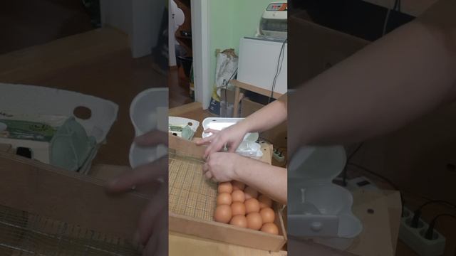 Закладываем яйцо в универсальный лоток инкубаторов типа ОВО, Блиц смотреть онлайн