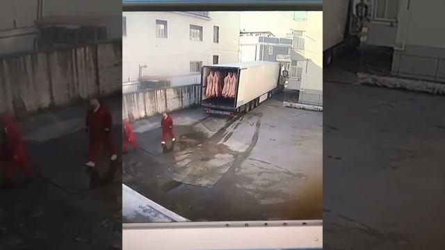 Когда водителю подложили свинью. А он доехал до доставки