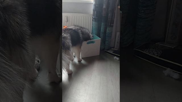 #помски#собаки#хаски#минихаски#животныесмешные