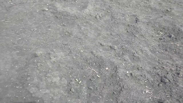 Прогулка после дождя🙂 смотреть онлайн