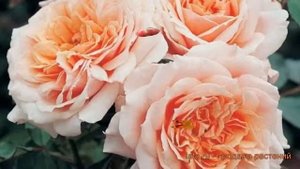 Роза парковая Поль Бокюз (roza-parkovaya-pol-bokyuz) ? обзор: как сажать, саженцы розы Поль Бокюз