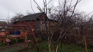 Обрезаю яблоню. Объемная (чашевидная) крона.