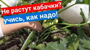 Даже кабачки не растут в этом году? Сделай как мы - урожай завалит!