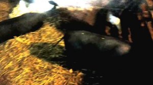 Вьетнамские вислобрюхие свиньи. Личный опыт .