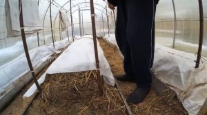 Укрытие винограда на зиму в теплице