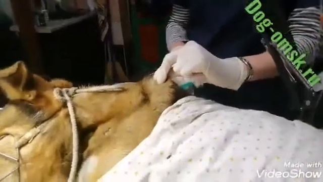 В приют поступил РЫЖИК, будет ли он жить.... смотреть онлайн