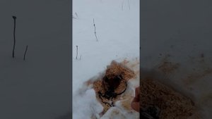 установка капканов на лису, с живой мышей....