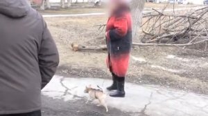 Почему нужно убирать за своей собакой?