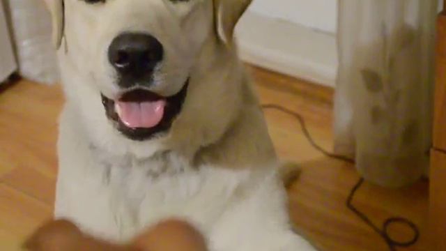 Сабака и сыр смотреть онлайн