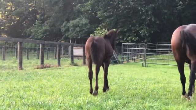 2020 Friesian Sporthorse Colt for sale смотреть онлайн