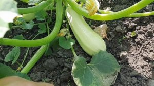 Как понять что кабачок уже спелый и его можно срывать...