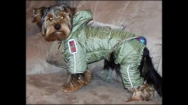 одежда для маленьких собак купить интернет магазин смотреть онлайн