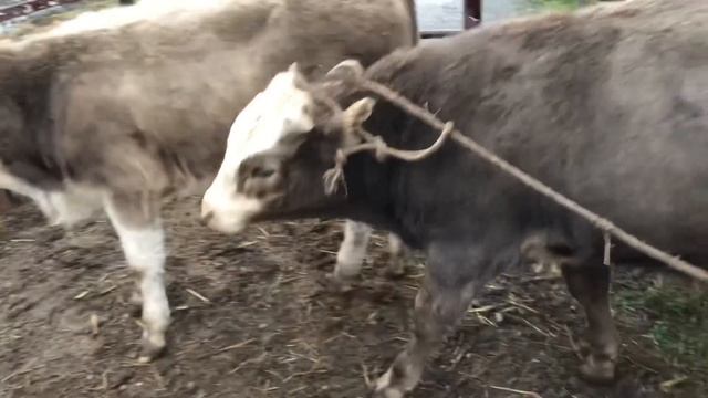 Откорм Бычков￼ Как вам новый Бычков￼