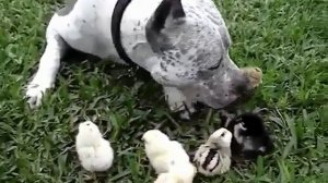 Кошки и не только