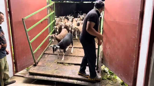 Наша летняя поставка 2021 года тоггенбургских коз из Австрии в Ярославскую область смотреть онлайн