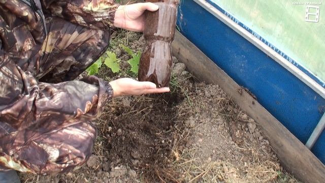 РЕЗУЛЬТАТ УКОРЕНЕНИЯ ВОЗДУШНЫХ ОТВОДКОВ И ЧЕРЕНКОВ ВИНОГРАДА. ВЫРАЩИВАНИЕ ВИНОГРАДА В ТЕПЛИЦЕ смотреть онлайн