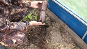 РЕЗУЛЬТАТ УКОРЕНЕНИЯ ВОЗДУШНЫХ ОТВОДКОВ И ЧЕРЕНКОВ ВИНОГРАДА. ВЫРАЩИВАНИЕ ВИНОГРАДА В ТЕПЛИЦЕ