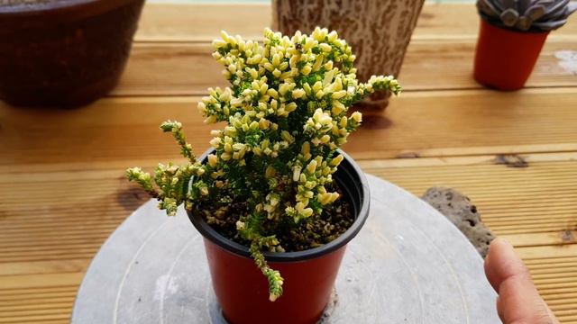 황홀한 색감으로 눈을 즐겁게 만드는 다육식물 큐피트&녹탑 계절금(Echeveria Cupid/Crassula muscosa) смотреть онлайн