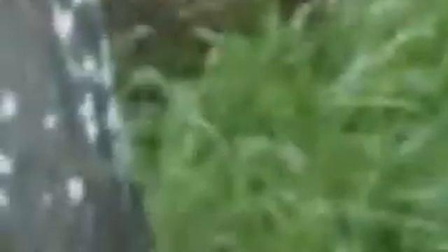 кабанчики в природе их поведение смотреть онлайн