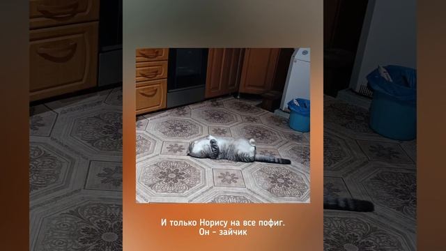 Приветы домашние смотреть онлайн