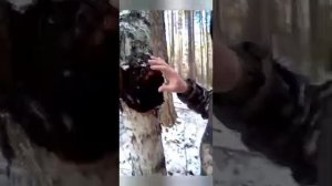 как собирать чагу!