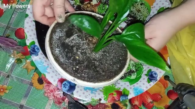 Пересадка Спатифиллума(Женское счастье)!Весенняя пересадка комнатных растений.Часть 3