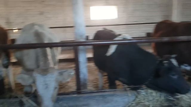 Быки, первый день в стойле смотреть онлайн