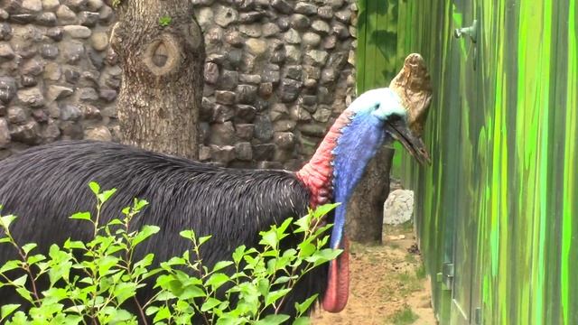 МОСКОВСКИЙ ЗООПАРК / Старая территория (...без воды и соли...) смотреть онлайн