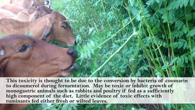 Gliricidia Sepium - Multipurpose Leguminous Tree смотреть онлайн