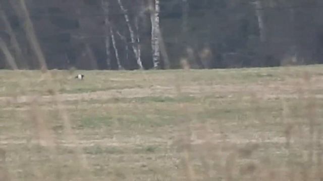 Токующий тетерев.
