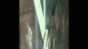 Скалярии отложили икру