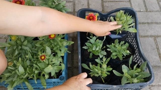 Многолетники для продажи. Часть 2
