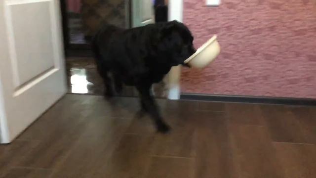 Святое дело - принести миску для хозяйки смотреть онлайн