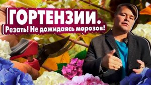 Подготовка гортензий к зиме