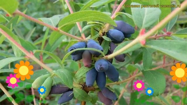 Жимолость съедобная Волшебница. Краткий обзор, описание характеристик lonicera edulis Volshebnitca смотреть онлайн