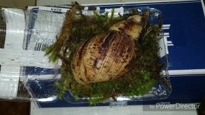 Распаковка улитки. Ахатина Ретикулята Альбино.