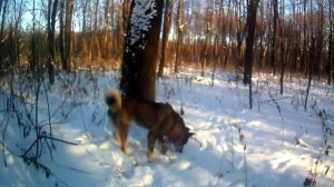 Охота с лайкой на куницу