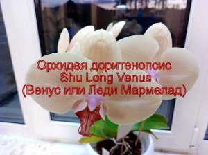 Орхидея доритенопсис Shu Long Venus (Венус или Леди Мармелад). Домашнее цветение.