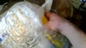 AvtoGSM.ru автосигнализация sher-khan magicar 6