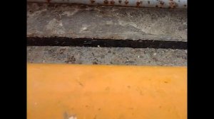 Рыбалка в порту Сочи. Ловля кефали на хлеб