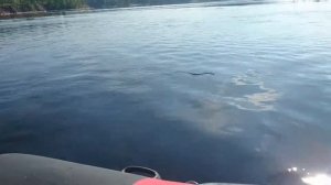 Посейдон 520+Ладога+Ужик.