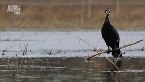 Как происходит нерест обыкновенного карпа (Cyprinus carpio carpio) в реке Луара во Франции ?