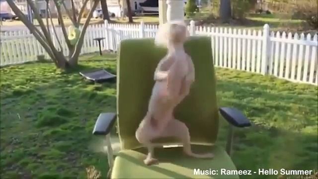 Танцующие звери смотреть онлайн