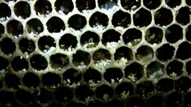 Дневник пчеловода Часть 17 смотреть онлайн