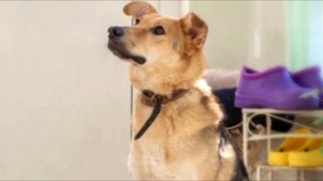 Из машины выкинули собаку и 9 щенков. Но дальше произошло Невероятное! смотреть онлайн