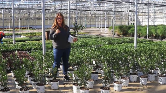 Plant Of The Day: October 31 - November 6 смотреть онлайн